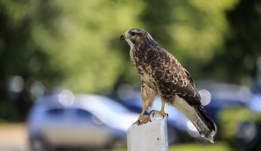 Przy drogach siadają wielkie ptaki, jeden przy drugim. Co się dzieje?