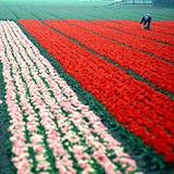 Przy holenderskich tulipanach... /AFP