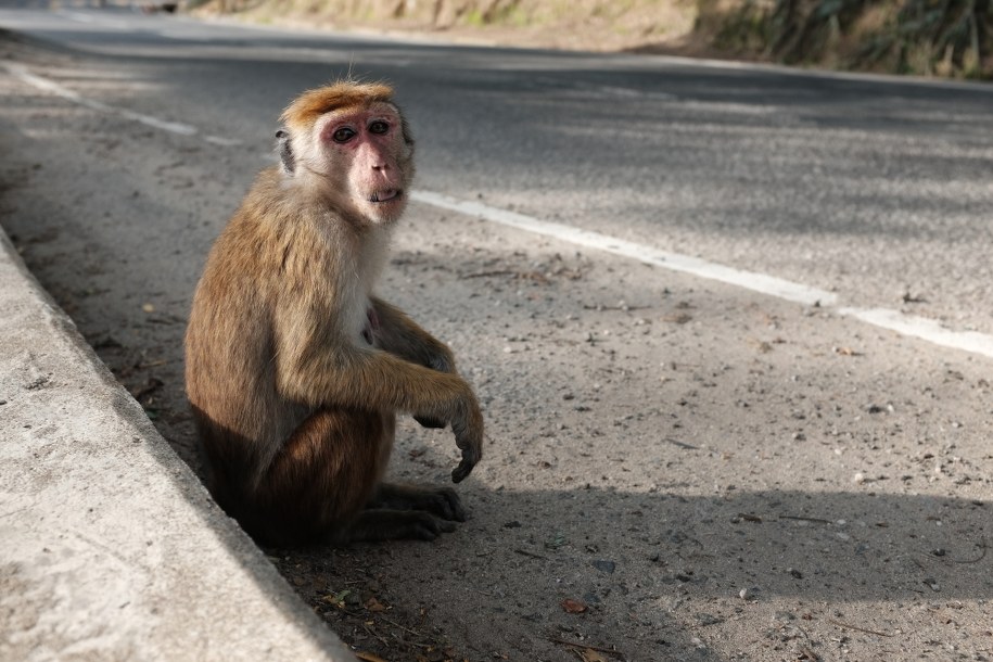 Przy małpach jest kilka podstawowych zasad: nic nie może wisieć nad ziemią, powiewać, kusić /Karolina Jackowska /RMF FM