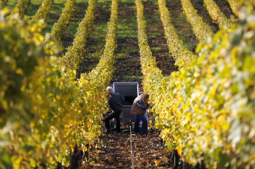 Przy zbiorze winogron na hiszpańskich polach można zarobić 49 euro dziennie /AFP