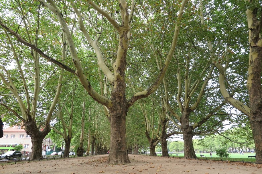 Przybywa szczecińskich platanów okalających reprezentacyjne Jasne Błonia /Aneta Łuczkowska /RMF FM