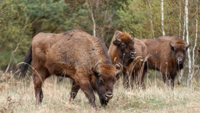Przybywa żubrów w bieszczadzkich lasach