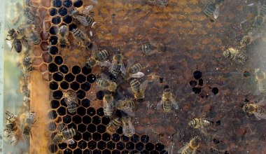 Przychylmy pszczołom nieba