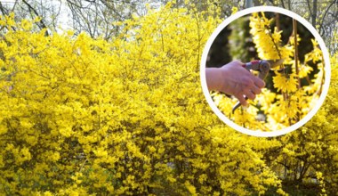 Przycinaj forsycje tylko w ten sposób, a będą najpiękniejsze w okolicy. Sąsiadki zzielenieją z zazdrości