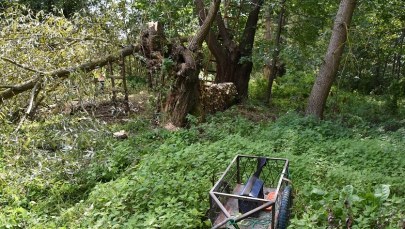 ​Przycinał wierzbę w swoim ogrodzie, zabił go spadający konar