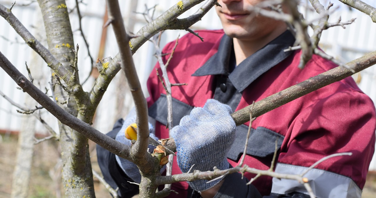 Przycinanie gałęzi czereśni poprawia owocowanie. /123RF/Picsel, 123RF/Picsel /INTERIA.PL