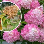 Przycinanie hortensji wiosną. Kiedy i jak ciąć, aby obficie kwitły?