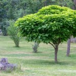 Przycinanie katalpy bez błędów. Prosty sposób na gęstą koronę