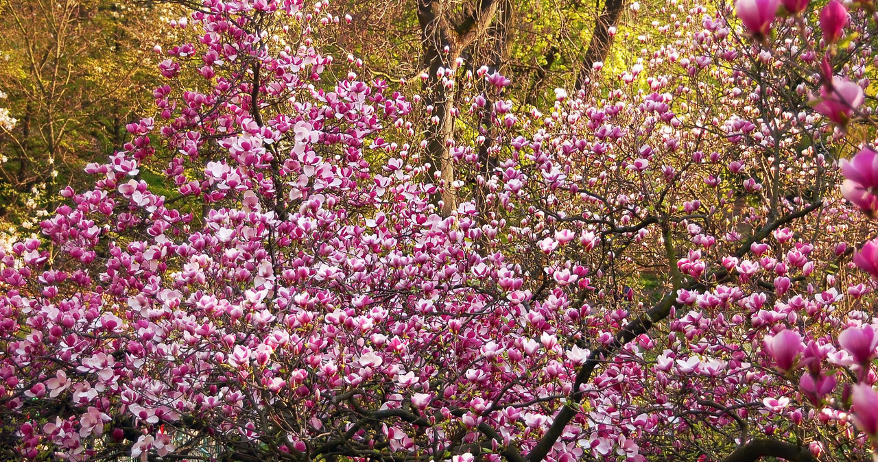 Przycinanie magnolii powinno odbyć się dopiero po zakończeniu kwitnienia. /123RF/PICSEL