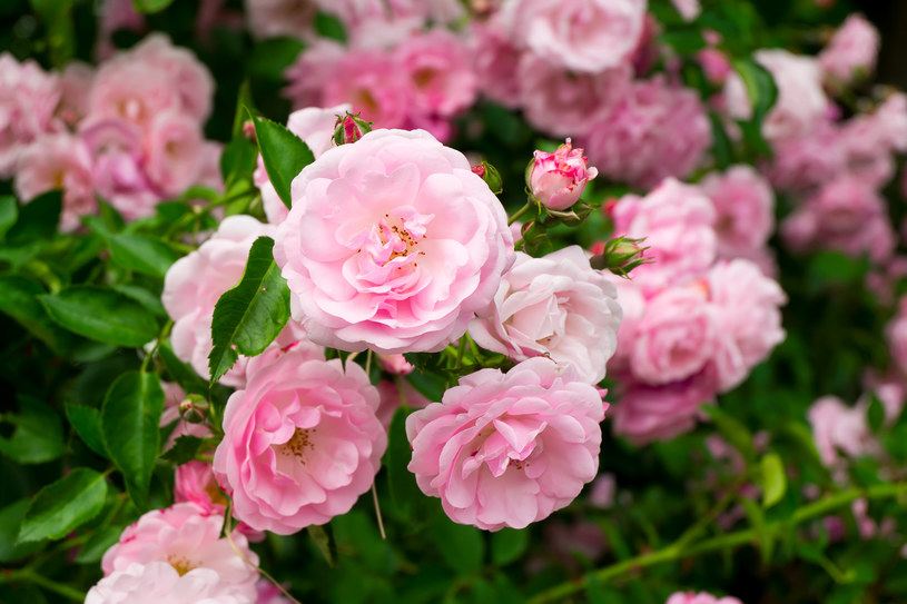 Przycinanie pędów róż pozwala na zawiązanie się nowych kwiatostanów /123RF/PICSEL