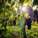 SEO Przycinanie winorośli. Jak ciąć winogrono i dlaczego warto to robić?