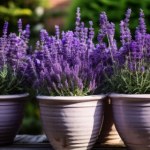 Przycinasz lawendę w tym terminie? Równie dobrze możesz ją już wyrzucić do kosza
