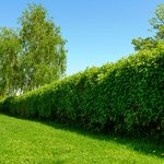 Przycinasz żywopłot w ten sposób? Nie dziw się, że marnieje w oczach