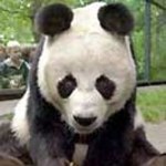 Przyczajony tygrys, ukryta... panda