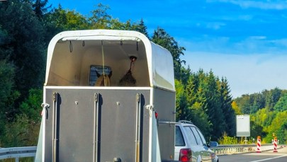 Przyczepa z końmi przewróciła się na S8