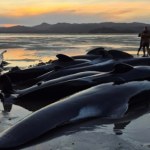 Przyczyna od lat jest zagadką. Aż 200 osób ratowało wielkie ssaki