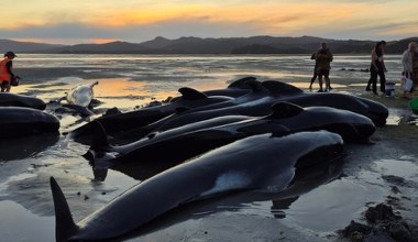 Przyczyna od lat jest zagadką. Aż 200 osób ratowało wielkie ssaki