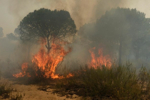 Przyczyna pożaru jest na razie nieznana. /Julian Perez /PAP/EPA