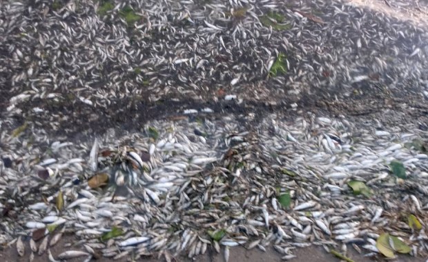 Przyducha na Warmii i Mazurach. Setki martwych ryb na brzegu