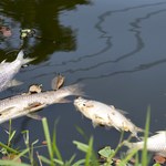 Przyducha przyczyną śnięcia ryb w rezerwacie Kwiecewo