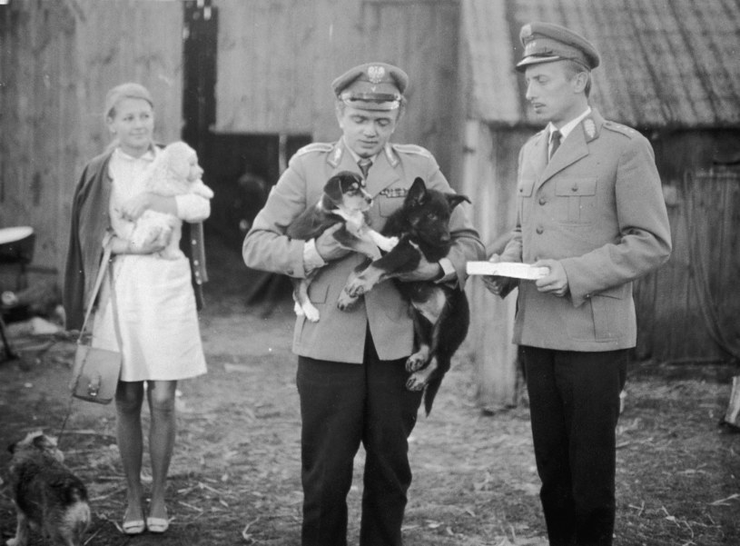„Przygody psa Cywila” (1971): W opowieści o niezwykle mądrym, choć urodzonym jako „nadliczbowy”, psie zagrał rolę służbisty porucznika Zubka. /Bauer /AKPA