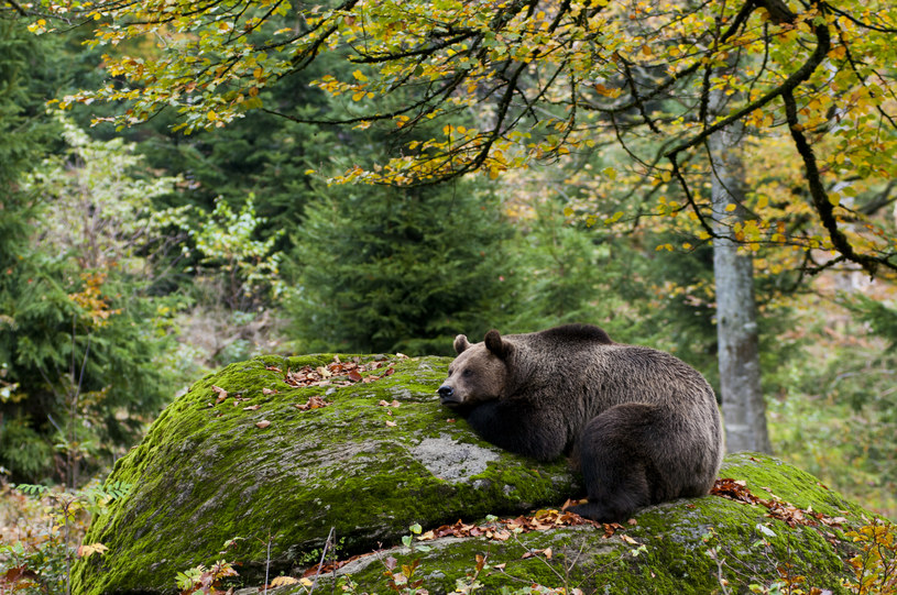 Przygotowania niedźwiedzi do snu zimowego zaczynają się już wczesną jesienią /Arterra /Getty Images