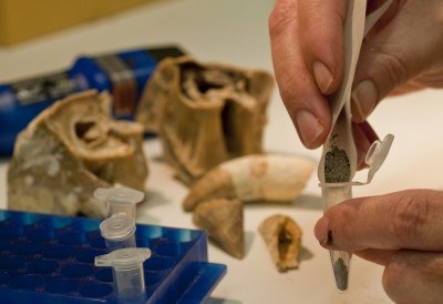 Przygotowanie próbek zębów do badań &nbsp; /Florida Museum of Natural History. Fot. Jeff Gage