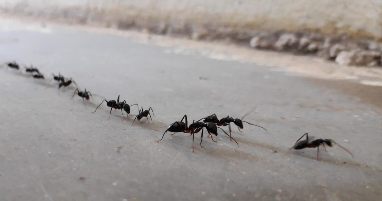 Przygotowując wodną pułapkę, skutecznie odgradzamy mrówkom drogę do smakołyków na stole /123RF/PICSEL