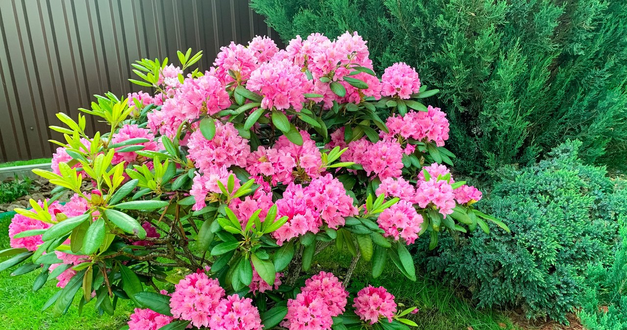 Przygotuj rododendrony na zimę, by w kolejnym sezonie znów zachwycały urodą /123RF/PICSEL