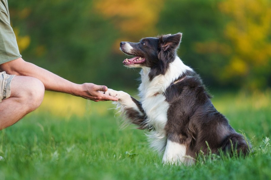 Przyjaźń człowieka z psem trwa znacznie dłużej, niż sądzono