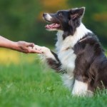 człowiek Przyjaźń człowieka z psem trwa znacznie dłużej, niż sądzono
