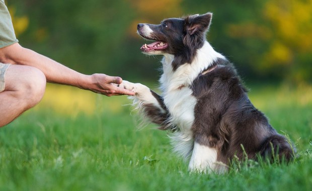 Przyjaźń człowieka z psem trwa znacznie dłużej, niż sądzono