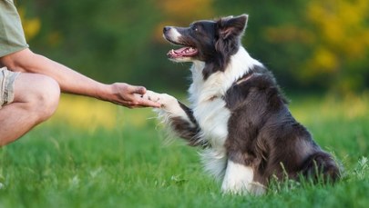 Przyjaźń człowieka z psem trwa znacznie dłużej, niż sądzono