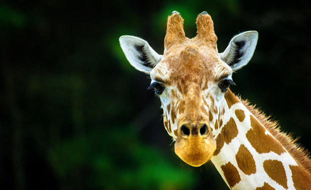 Przyjdź do poznańskiego zoo na spotkanie ze zwierzętami