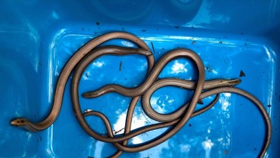 Przyjechał uruchomić studnię. Przeraził się tym, co znalazł [ZDJĘCIA]