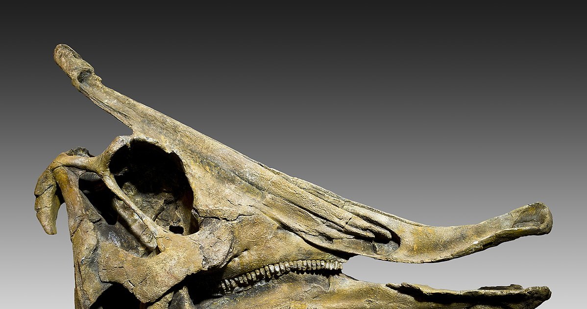 Przykład czaszki hadrozaura -  Saurolophus angustirostris /Didier Descouens/ Creative Commons Attribution-Share Alike 4.0 International /Wikipedia