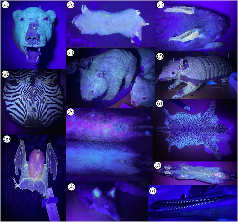 Przykładowe gatunki zwierząt, które świecą w świetle UV /Travouillion K.J et al., 2023. All-a-glow: spectral characteristics confirm widespread fluorescence for mammals. R. Soc. open sci. 10: 230325/Open Access /materiały prasowe