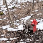 Przykuł psa do hydrantu i porzucił