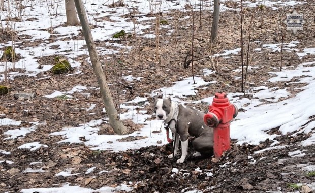 Przykuł psa do hydrantu i porzucił