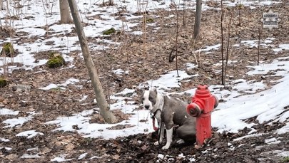 Przykuł psa do hydrantu i porzucił