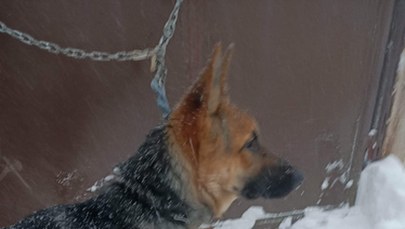 Przykuli łańcuchem psa do bramy schroniska. Zgłosiła się właścicielka 