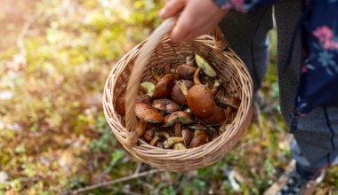 Przyłapał ich na gorącym uczynku. Nielegalnie wynosili z lasu po 50 kg
