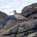Przylatywał do Polski, już nie przyleci. Piękny ptak oficjalnie wymarł