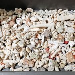 Przyleciał z Seszeli do Warszawy. W walizce miał 5 kg szkieletów