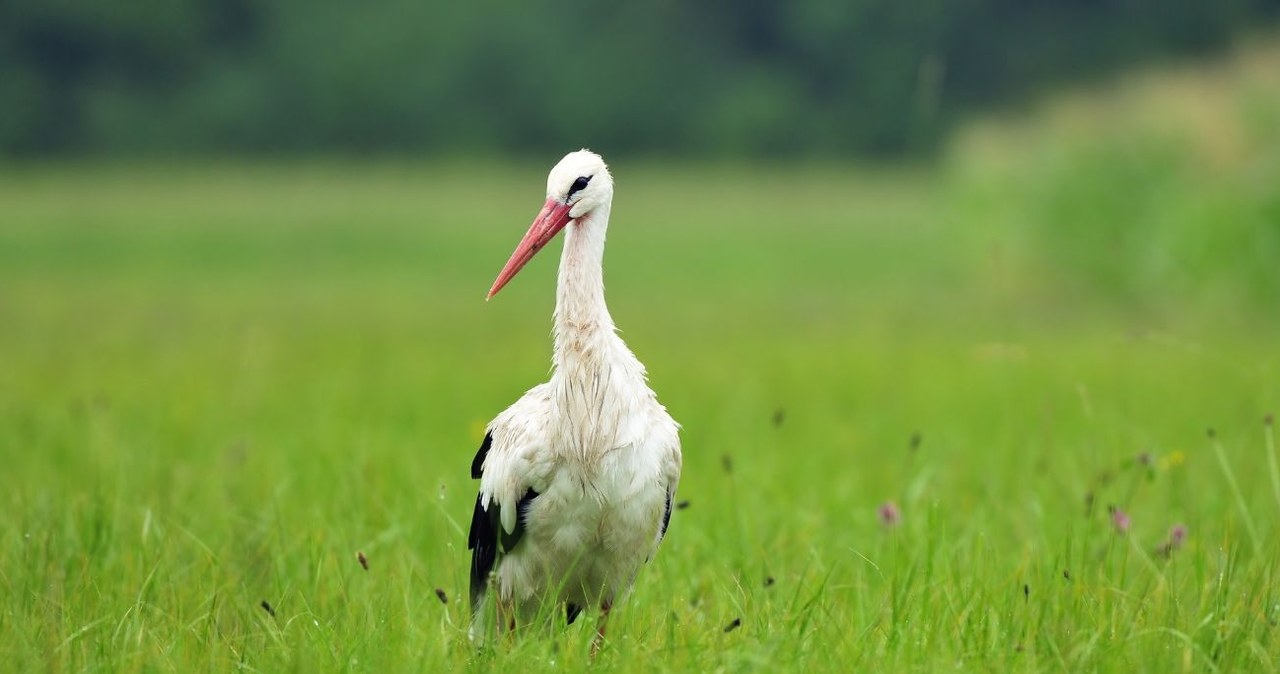 Przylot bociana białego (łac. Ciconia ciconia) do Polski jest jedną z najbardziej wyczekiwanych oznak wiosny /Canva Pro