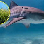 Przymocowali kamery do rekinów. Odkryli "nowy świat" wielkości Czech