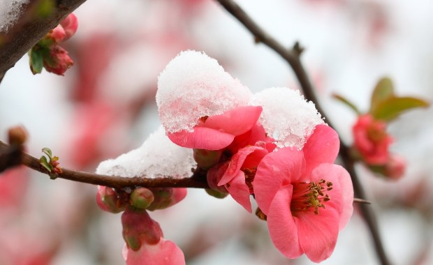 Przymrozki, a nawet śnieg. Zimno będzie do końca przyszłego tygodnia
