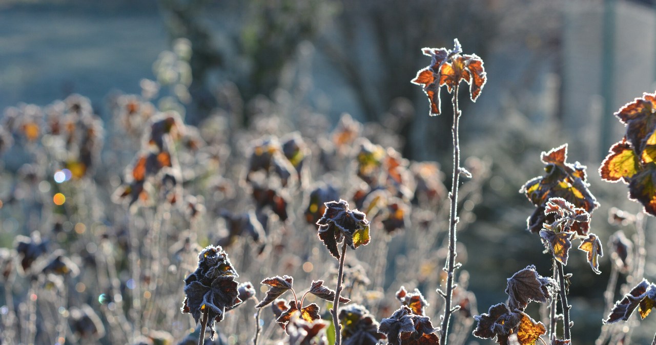 Przymrozki dają się we znaki mieszkańcom północnej części kraju /Wojciech Zatwarnicki /Reporter