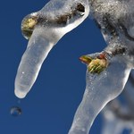 Przymrozki i śnieg dotkliwe dla rolników