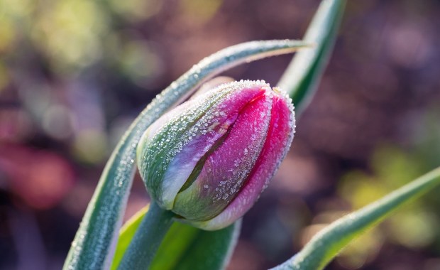 Przymrozki nie odchodzą. IMGW ostrzega 